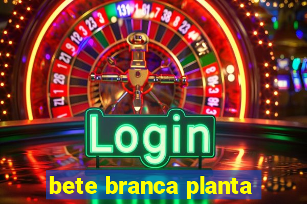 bete branca planta